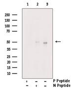 Phospho-OPRM1 (Ser377) Antibody in Western Blot (WB)