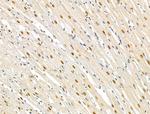 Phospho-TOB1 (Ser164) Antibody in Immunohistochemistry (Paraffin) (IHC (P))