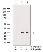 Phospho-MOB4A (Thr35) Antibody in Western Blot (WB)