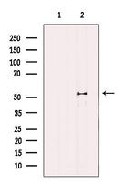 Naked1 Antibody in Western Blot (WB)