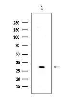 MOB4A Antibody in Western Blot (WB)