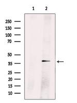 Cyclin H Antibody in Western Blot (WB)