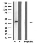 Cyclin H Antibody in Western Blot (WB)