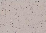 Phospho-CDK20 (Thr161) Antibody in Immunohistochemistry (Paraffin) (IHC (P))