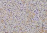 Phospho-HPRT1 (Ser110) Antibody in Immunohistochemistry (Paraffin) (IHC (P))