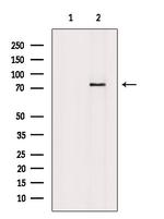 Phospho-RIP1 (Tyr384) Antibody in Western Blot (WB)