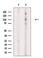 Phospho-SEMA4B (Ser809) Antibody in Western Blot (WB)