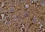 Phospho-RIP2 (Ser531) Antibody in Immunohistochemistry (Paraffin) (IHC (P))