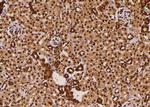 Phospho-FoxO3a (Ser644) Antibody in Immunohistochemistry (Paraffin) (IHC (P))