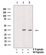 Phospho-SGTA (Ser301) Antibody in Western Blot (WB)