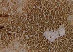 Phospho-VAMP4 (Ser88) Antibody in Immunohistochemistry (Paraffin) (IHC (P))