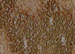 Phospho-VAMP4 (Ser88) Antibody in Immunohistochemistry (Paraffin) (IHC (P))