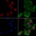 Phospho-NFAT5 (Ser134) Antibody in Immunocytochemistry (ICC/IF)