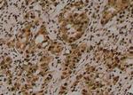 Phospho-Amyloid Precursor Protein (Tyr757) Antibody in Immunohistochemistry (Paraffin) (IHC (P))