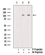 Phospho-ATP1A1 (Tyr542) Antibody in Western Blot (WB)