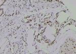 Phospho-HSP90 alpha (Tyr197) Antibody in Immunohistochemistry (Paraffin) (IHC (P))