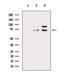 Phospho-A-Raf (Thr214) Antibody in Western Blot (WB)