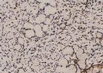 Phospho-PTPRA (Tyr271) Antibody in Immunohistochemistry (Paraffin) (IHC (P))