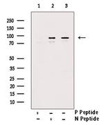 Phospho-PTPRA (Tyr271) Antibody in Western Blot (WB)