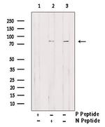 Phospho-EIF4B (Thr420) Antibody in Western Blot (WB)