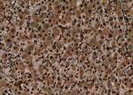 Phospho-EphA7 (Tyr614) Antibody in Immunohistochemistry (Paraffin) (IHC (P))