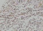 Phospho-C/EBP epsilon (Ser181) Antibody in Immunohistochemistry (Paraffin) (IHC (P))