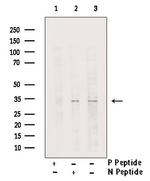 Phospho-C/EBP epsilon (Ser181) Antibody in Western Blot (WB)