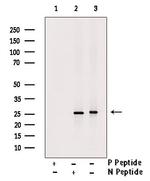 Phospho-MOB4A (Ser9) Antibody in Western Blot (WB)