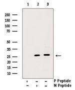 Phospho-PRAS40 (Ser202) Antibody in Western Blot (WB)