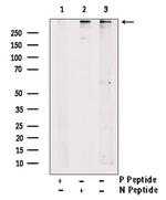 Phospho-RyR2 (Ser2808) Antibody in Western Blot (WB)