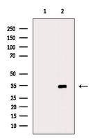 Phospho-MAX (Ser11) Antibody in Western Blot (WB)