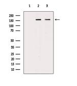 Phospho-GP130 (Ser782) Antibody in Western Blot (WB)