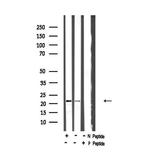 Phospho-Syndecan 4 (Ser179) Antibody in Western Blot (WB)
