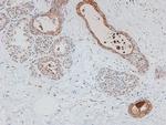 Phospho-HSF1 (Ser307) Antibody in Immunohistochemistry (Paraffin) (IHC (P))