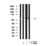 Phospho-HSF1 (Ser307) Antibody in Western Blot (WB)