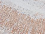 Phospho-MARK2 (Thr596) Antibody in Immunohistochemistry (Paraffin) (IHC (P))