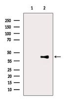 Phospho-CREB (Ser111) Antibody in Western Blot (WB)