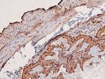 Phospho-HIPK1/HIPK2/HIPK3 (Tyr352, Tyr361, Tyr359) Antibody in Immunohistochemistry (Paraffin) (IHC (P))