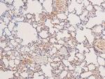 Phospho-LKB1 (Ser334) Antibody in Immunohistochemistry (Paraffin) (IHC (P))