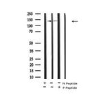 Phospho-PASK (Thr1165) Antibody in Western Blot (WB)