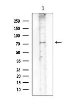 Phospho-eIF2b epsilon (Ser540) Antibody in Western Blot (WB)