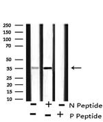 Phospho-Annexin A1 (Tyr21) Antibody in Western Blot (WB)