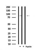 Phospho-Calpain 2 (Ser50) Antibody in Western Blot (WB)