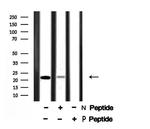 Phospho-Claudin 1 (Tyr210) Antibody in Western Blot (WB)
