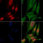 Phospho-MKP-1 (Ser323) Antibody in Immunocytochemistry (ICC/IF)