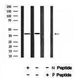 Phospho-MKP-1 (Ser323) Antibody in Western Blot (WB)