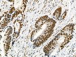 Phospho-NFATC1 (Ser172) Antibody in Immunohistochemistry (Paraffin) (IHC (P))