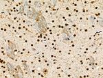 Phospho-NFATC1 (Ser172) Antibody in Immunohistochemistry (Paraffin) (IHC (P))