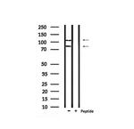 Phospho-NFATC1 (Ser172) Antibody in Western Blot (WB)