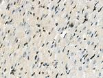 Phospho-RAD17 (Ser646) Antibody in Immunohistochemistry (Paraffin) (IHC (P))